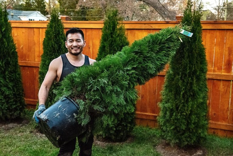 The Ultimate Guide to Emerald Green Arborvitae: The Perfect Hedge for Your Garden