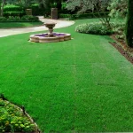 The Ultimate Guide to Fescue Grass: A Green Solution for Every Lawn