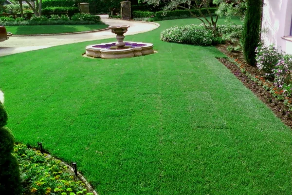 The Ultimate Guide to Fescue Grass: A Green Solution for Every Lawn