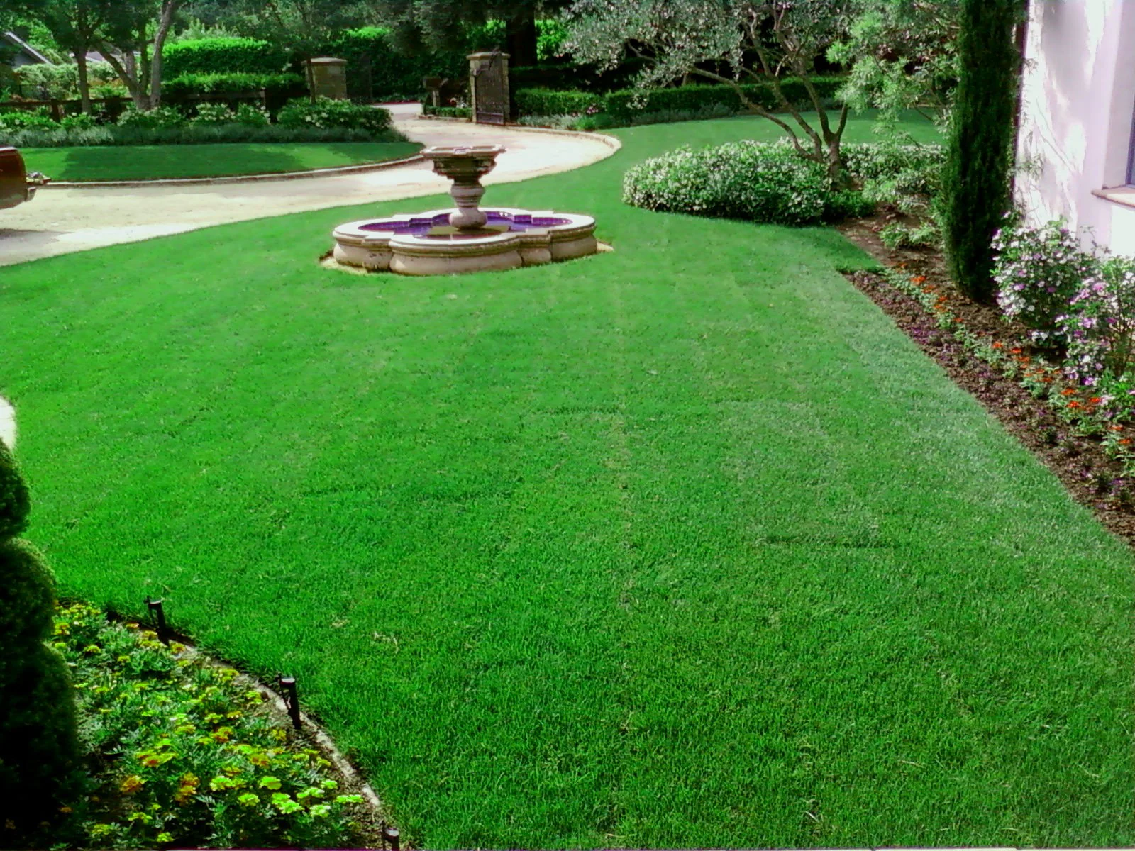 The Ultimate Guide to Fescue Grass: A Green Solution for Every Lawn