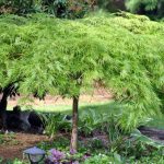 The Japanese Maple: A Quintessential Symbol of Beauty and Elegance