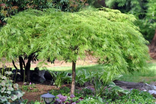 The Japanese Maple: A Quintessential Symbol of Beauty and Elegance