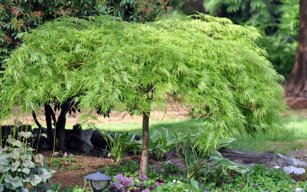 The Japanese Maple: A Quintessential Symbol of Beauty and Elegance